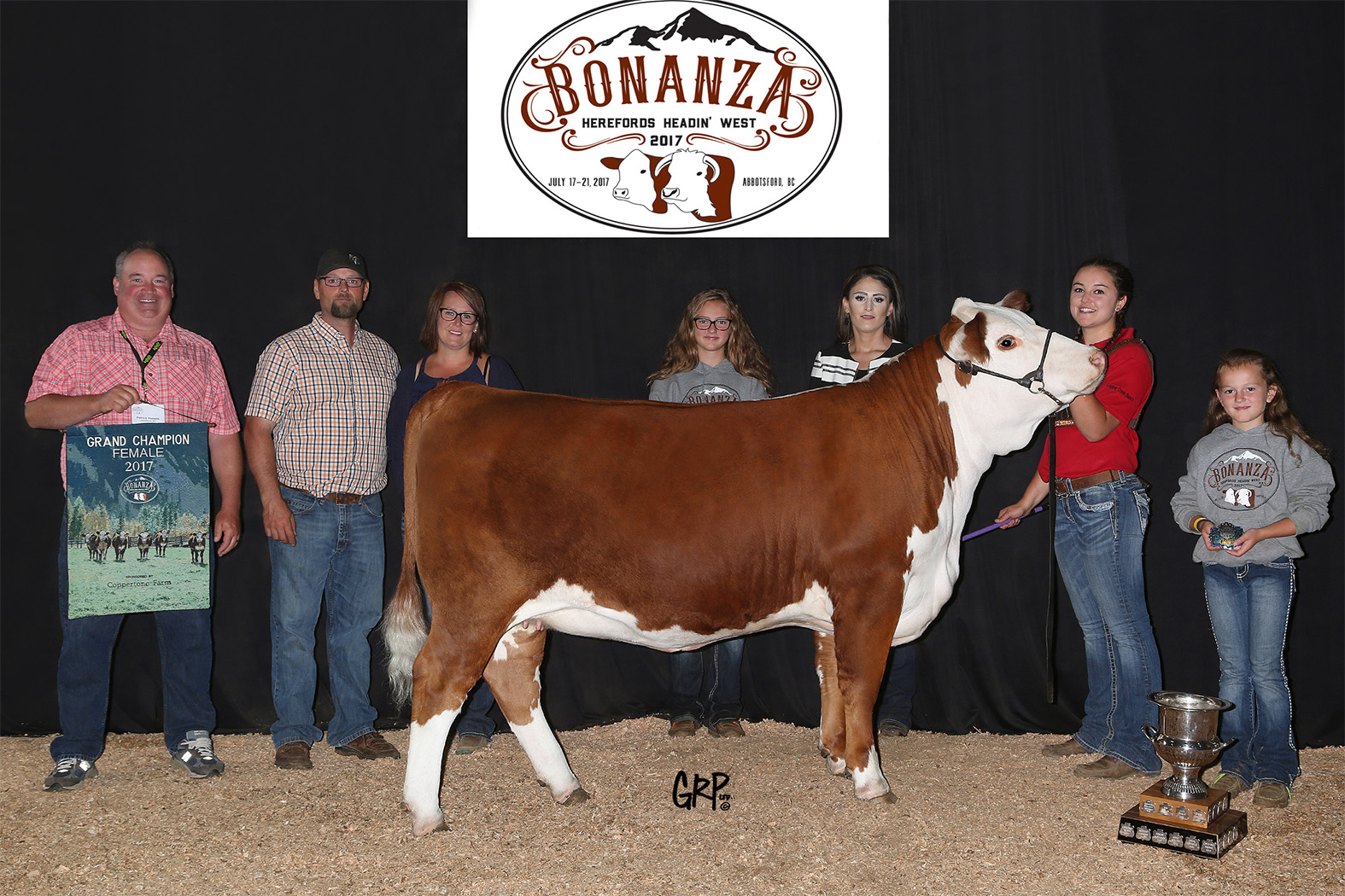 Hereford cow